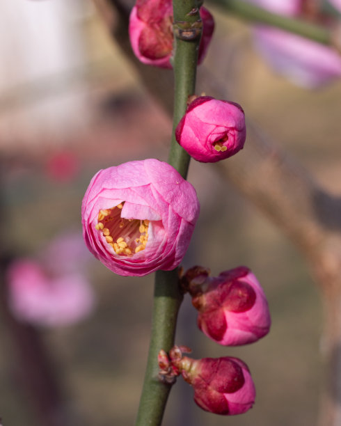 梅花在春天含苞图片下载