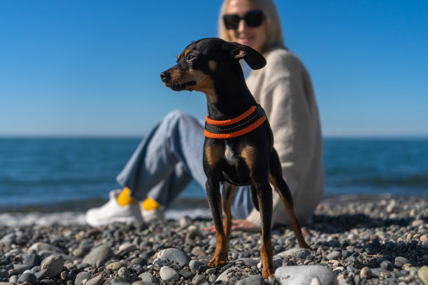 在一个阳光明媚的日子里，一只漂亮的玩具梗在海边的卵石沙滩上摆姿势，背景中一名年轻女子是这只狗的主人。图片下载