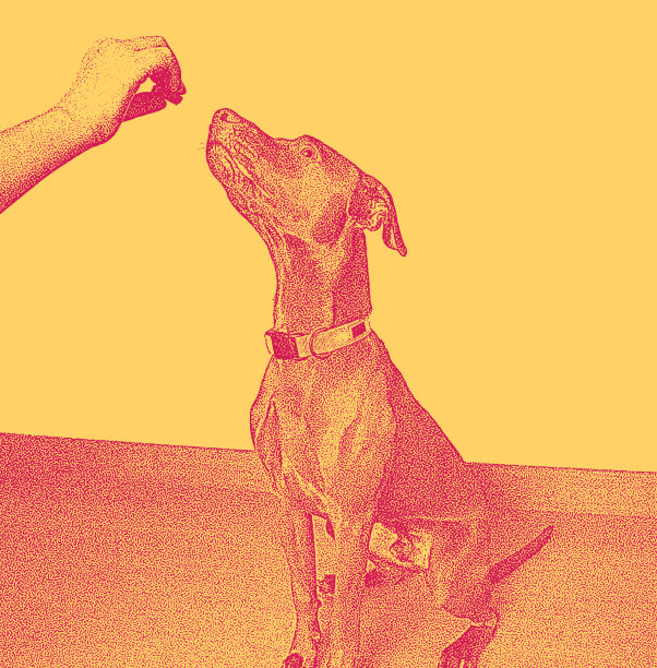 巧克力拉布拉多寻回犬，威斯拉混种犬的服从训练图片下载