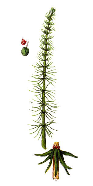 马斯塔，潮人图片下载