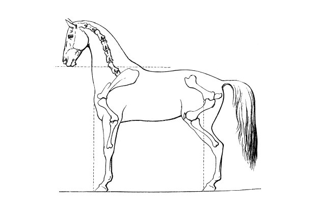 马的解剖，马的骨架图片下载