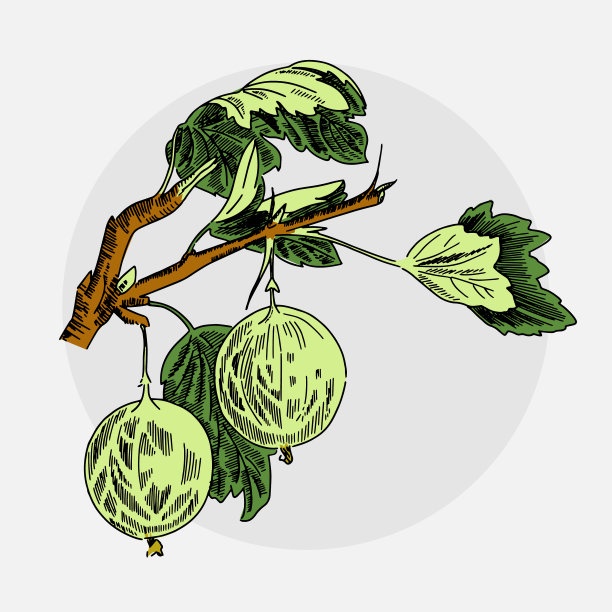 树枝上的醋栗图片下载