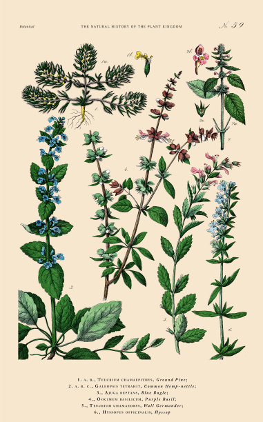 手工着色的植物雕刻，植物王国的历史，维多利亚植物插图，盘子59，大约1853年图片下载
