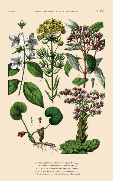 手工着色的植物雕刻，植物王国的历史，维多利亚植物插图，47版，大约1853年图片下载