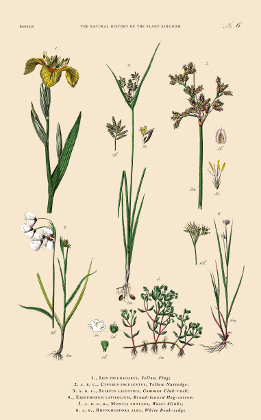 手工着色的植物雕刻，植物王国的历史，维多利亚植物插图，板6，大约1853年图片下载