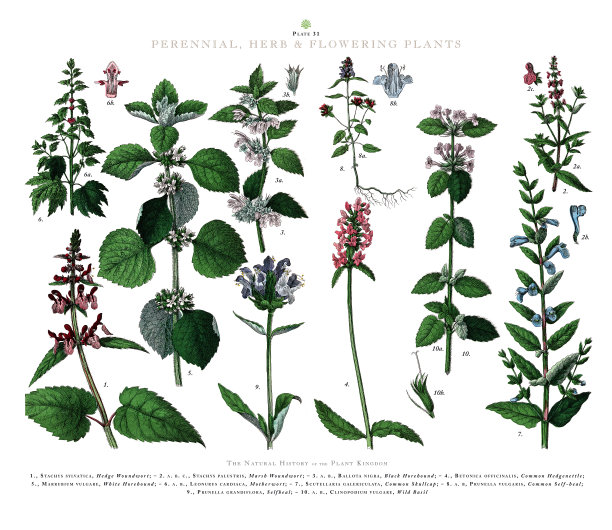 古董雕刻，多年生植物，草本植物和开花植物，植物王国，维多利亚植物插图，大约1853年图片下载