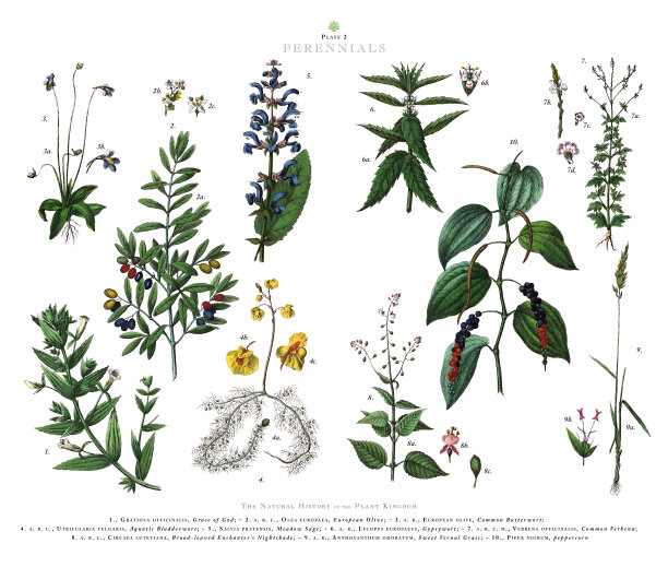 古董雕刻，多年生植物，植物王国，维多利亚植物插图，大约1853年图片下载