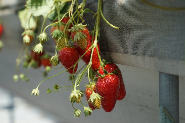 草莓温室农场图片下载