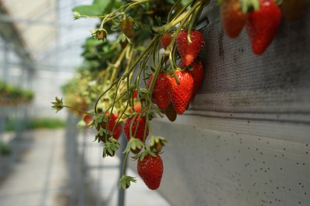 草莓温室农场图片下载