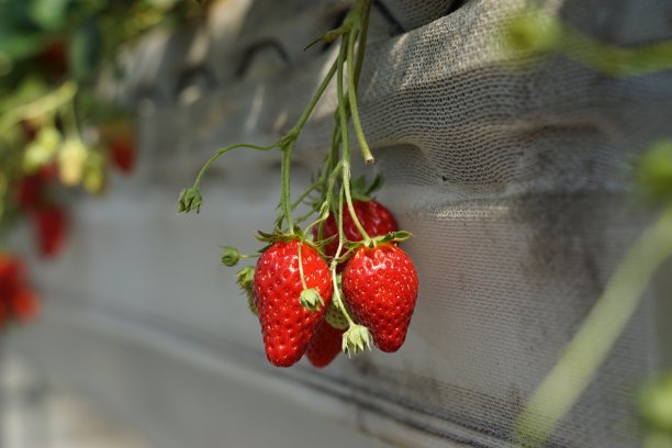 草莓温室农场图片下载