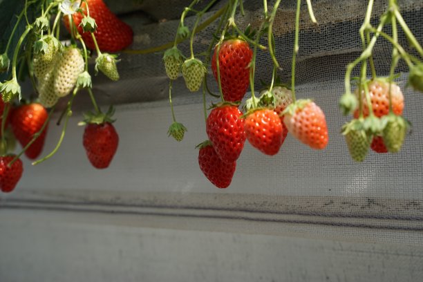 草莓温室农场图片下载