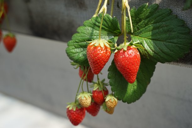 草莓温室农场图片下载