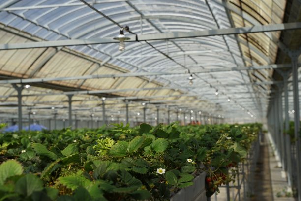 草莓温室农场图片下载