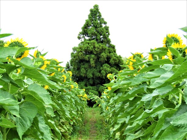 向日葵田和松树。图片下载