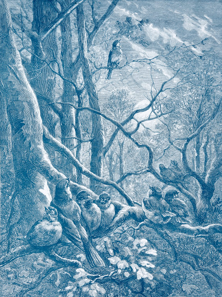 鸟儿在森林里歌唱图片下载