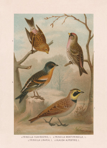 雀形目:Twite，荆棘，红雀，和角云雀，彩色石版，出版于1887年图片下载