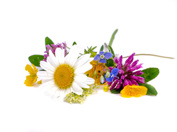 白色背景上的药用植物图片下载