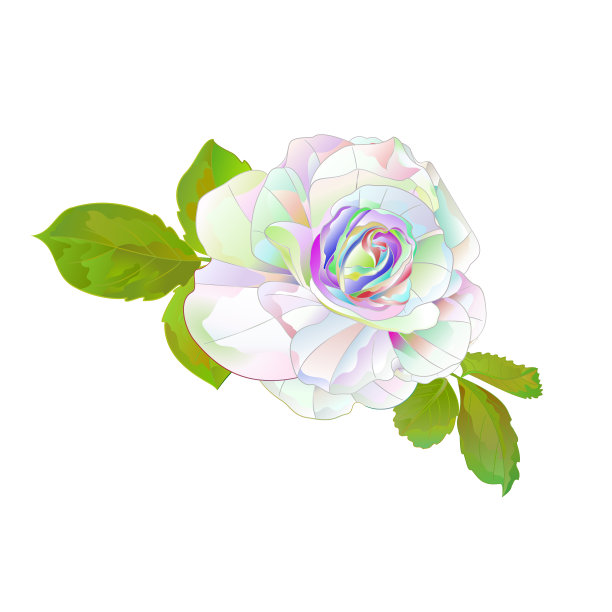 多色玫瑰，单茎，有叶图片下载