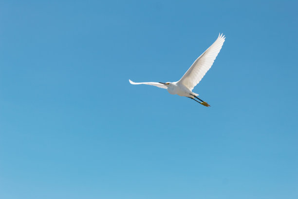 阳光灿烂的日子里，一只大海鸥在飞翔图片下载