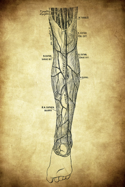 下肢的皮静脉图片下载