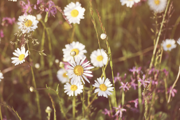 鲜花背景与雏菊。卡婚礼，假期，情人节，事件，安排的概念。优雅浪漫的风格。有选择性的重点图片下载