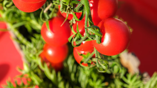顶部包樱桃番茄花序的绿色叶片在红色背景图片下载