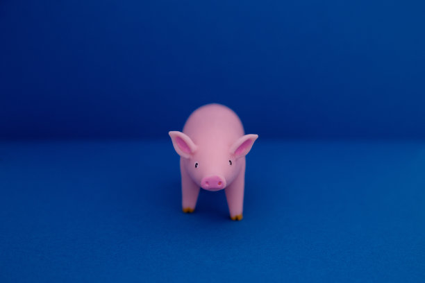 粉红色的猪在蓝色的背景图片下载