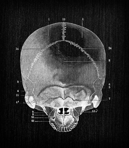 人体解剖骨骼的古董插图:头骨图片下载
