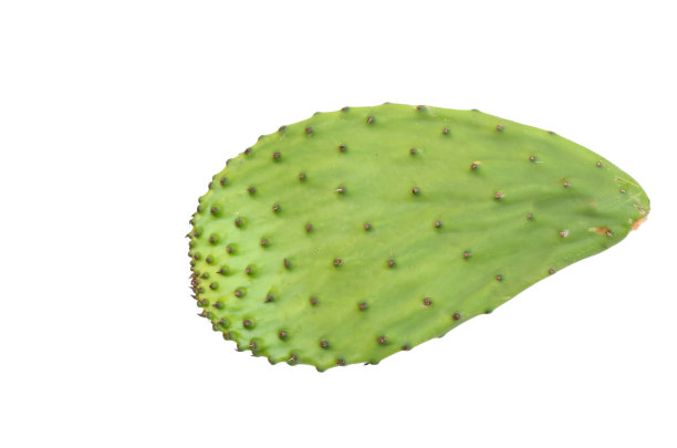 绿色仙人掌叶图片下载