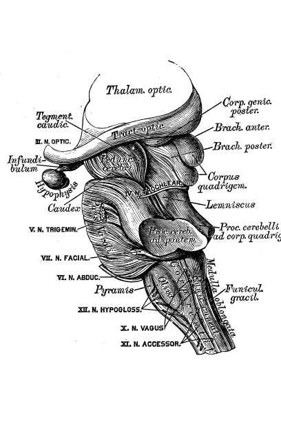 桥也被称为pons Varolii(“瓦廖里乌斯桥”)图片下载