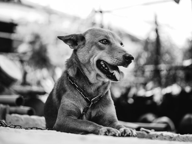 可怜的棕色拴狗图片下载