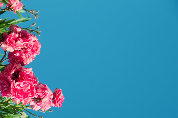 花园中盛开着粉红色的夹竹桃花或橙花，背景是湛蓝明亮的天空。框架和背景插入文本和图像。自然的夏天和春天的背景。副本的空间。图片下载