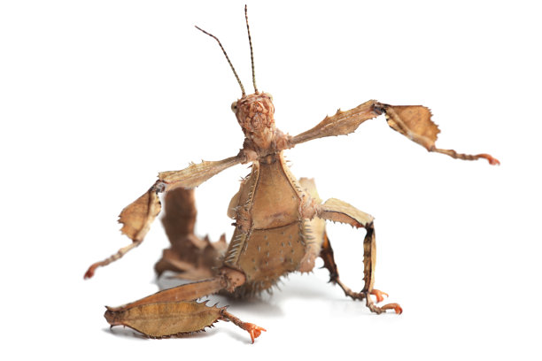 澳大利亚竹节虫图片下载