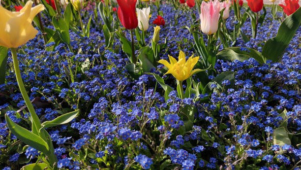 花卉领域与五颜六色的花朵，郁金香白色，红色和黄色的照片背景图片下载