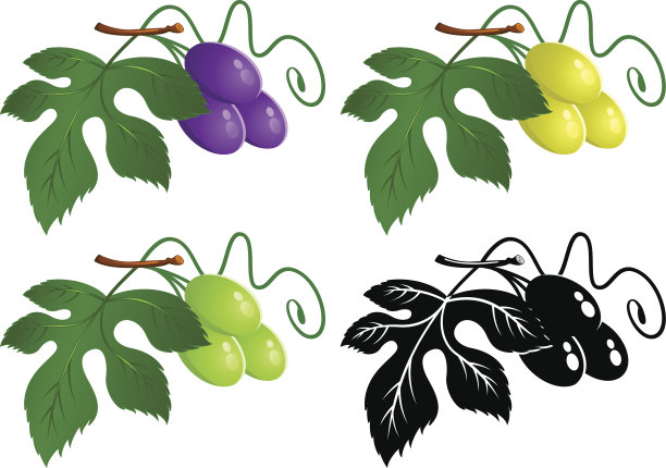 葡萄藤和葡萄图片下载