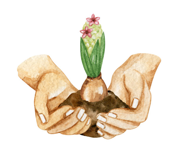 女性双手与幼苗修剪艺术，园丁双手插图水彩图片下载