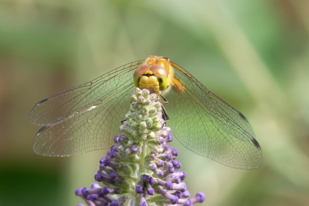 一只蜻蜓在蝴蝶丛的花朵上直视镜头图片下载