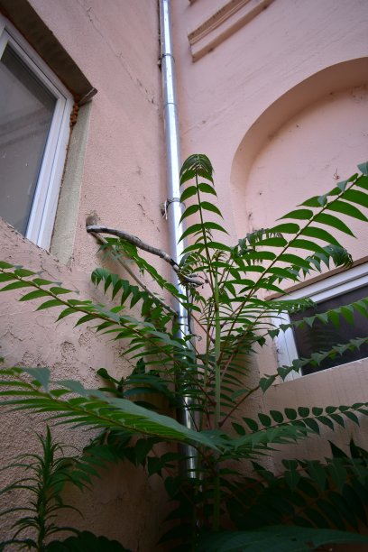 花园中房子的墙图片下载