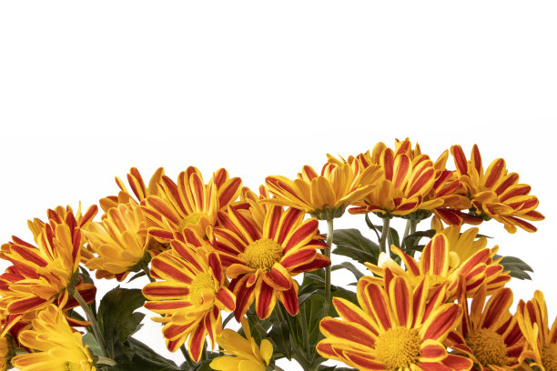 橙色和黄色的菊花，背景图片下载