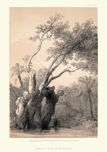 19世纪开罗麦塔里亚的圣树图片下载