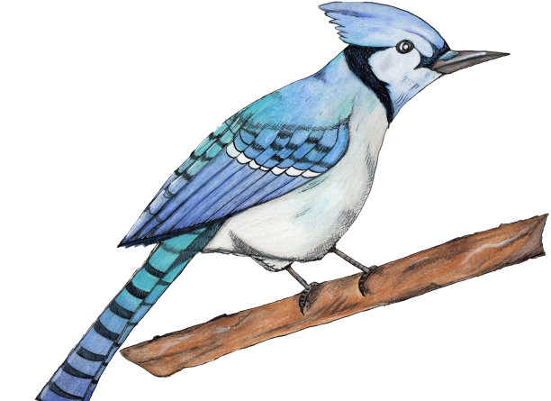 Cyanocitta帽海豹图片下载