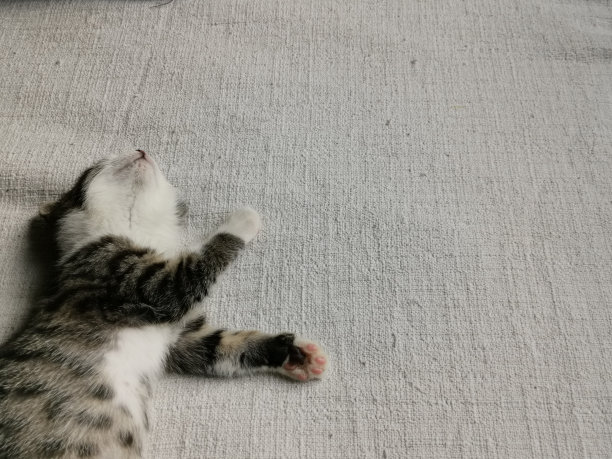 一张小猫在睡觉时玩耍的可爱照片。图片下载