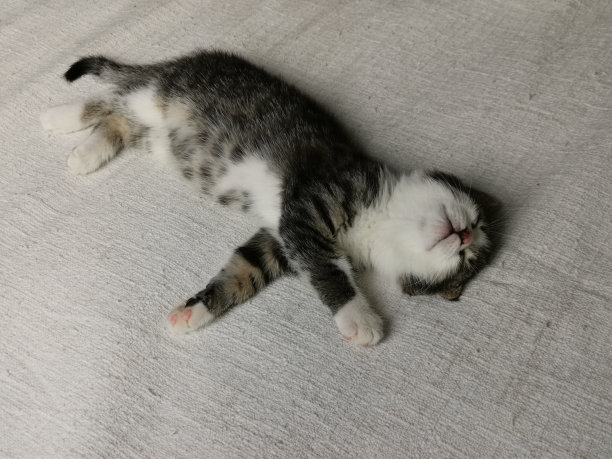 一张小猫在睡觉时玩耍的可爱照片。图片下载