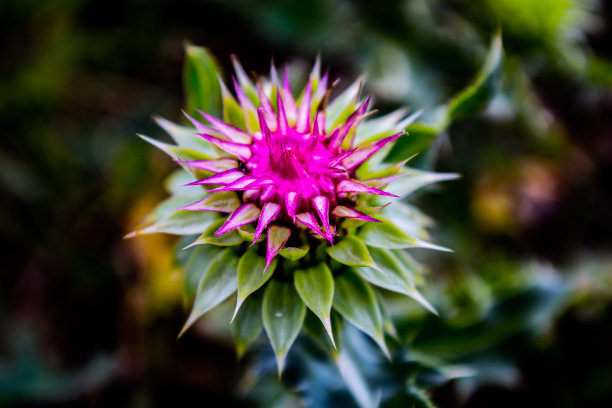 紫色的权力图片下载