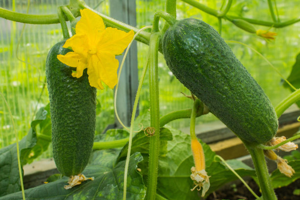 温室里，新鲜的黄瓜挂在枝头，叶子绿叶图片下载