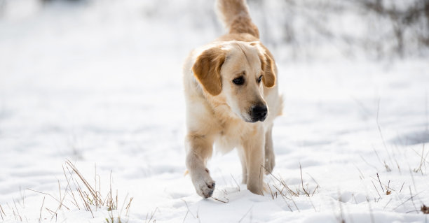 金毛猎犬在冬天图片下载