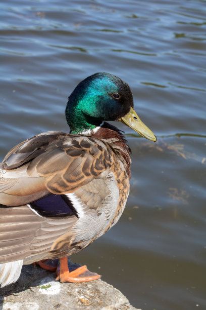 一只雄鸭站在水边的照片图片下载