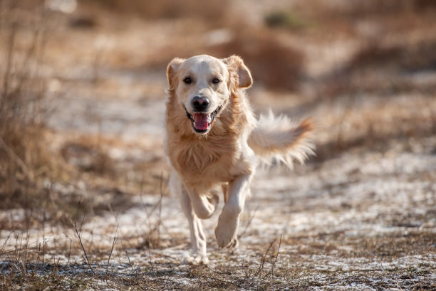 金毛猎犬在户外图片下载