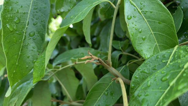 树叶徽章图片下载