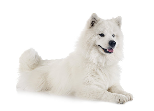 演播室里的萨摩耶犬图片下载